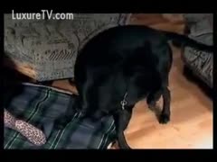 Having a thick bottom In this animal sex movie, a married slut bows down for an unimaginable fucking from her black dog.